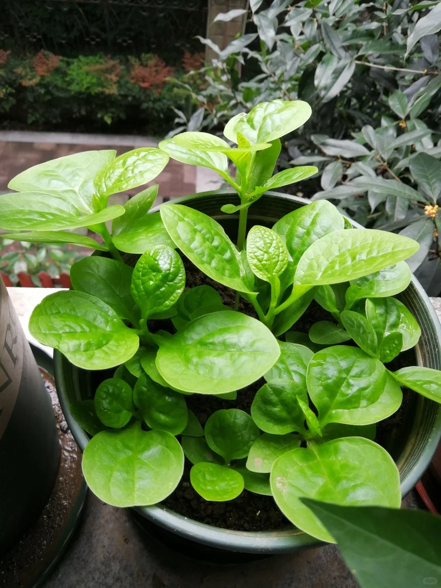 六七月，这些耐高温作物蔬菜还能种！