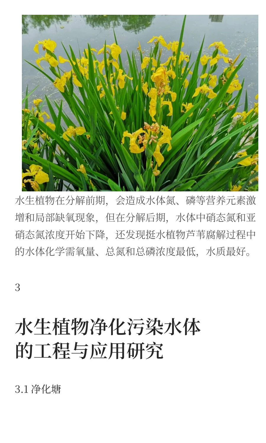 水生植物对污染水体修复的研究进展