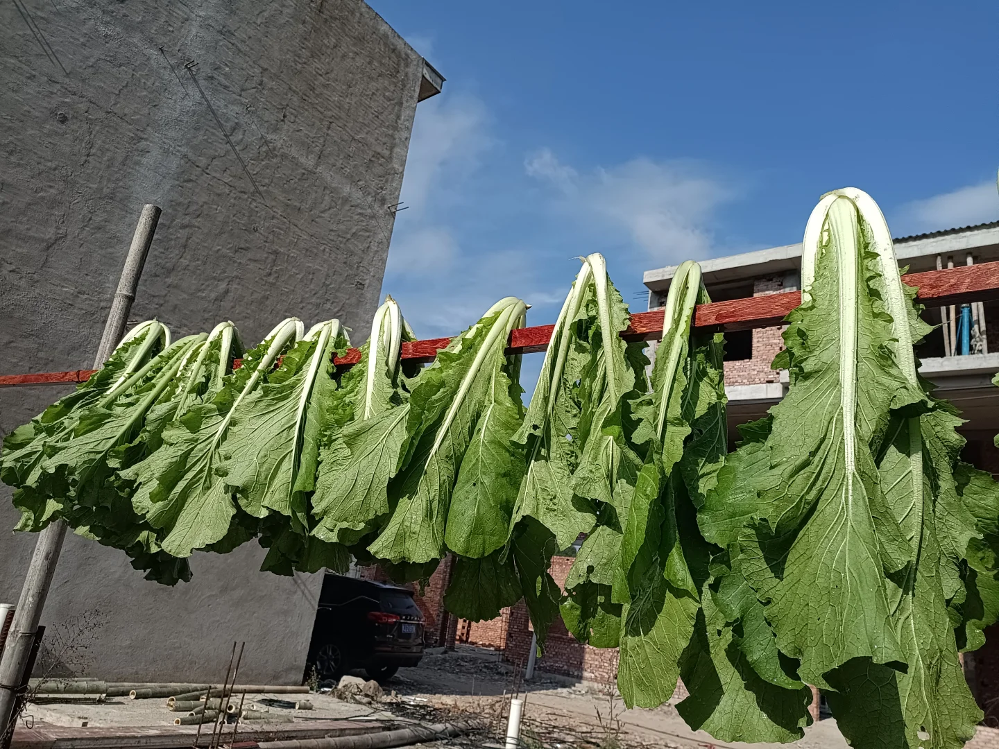 买种子送的快菜种子种出了超级大颗的菜