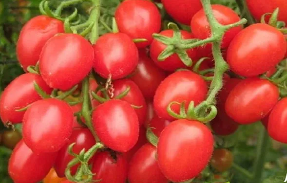 水溶肥厂家解析：作物如何提高产量？