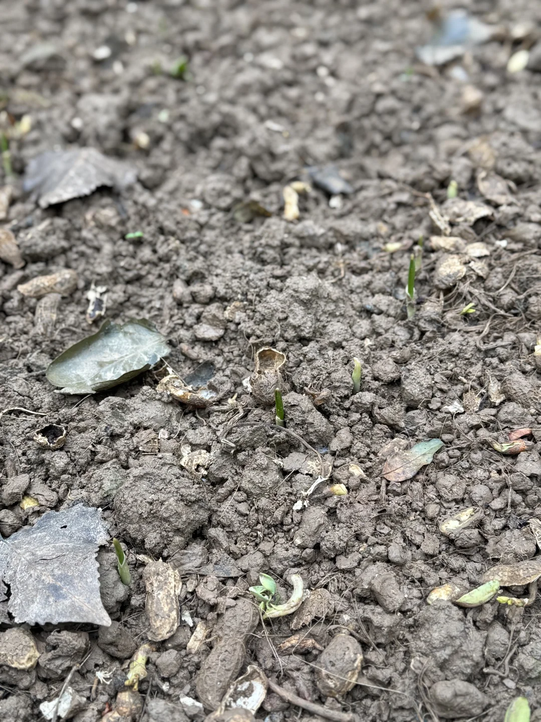 一叶之灵 窥尽全秋