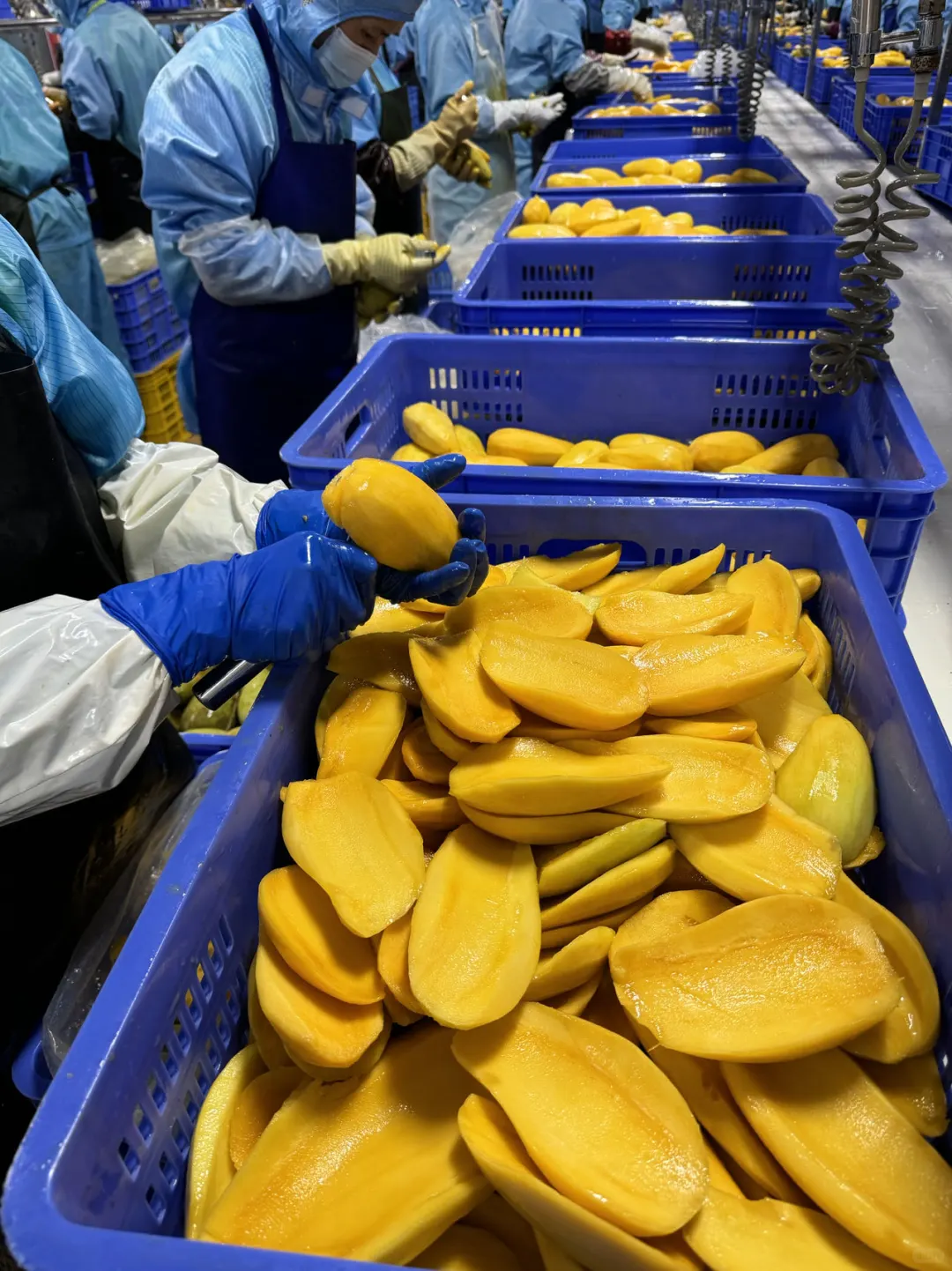 在蜜雪总部当卧底的一天