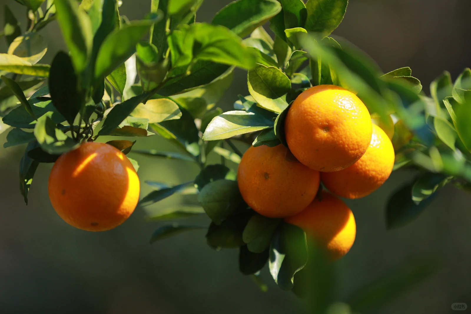 ? 直播助农，1小时卖出400斤皇帝柑！