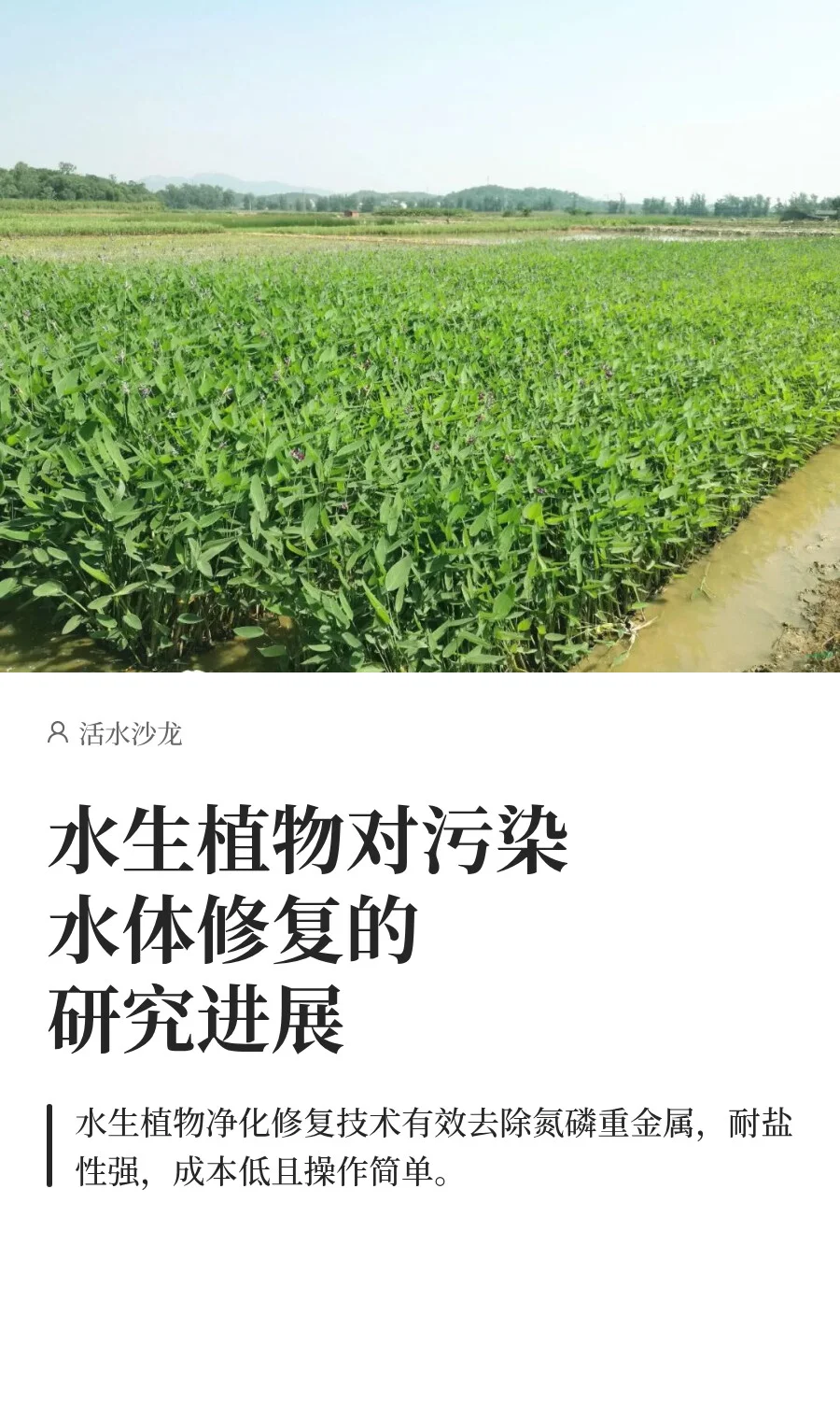 水生植物对污染水体修复的研究进展