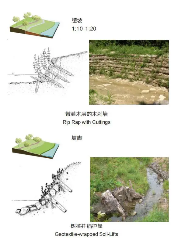 分析图|12类河岸生态修复的方法