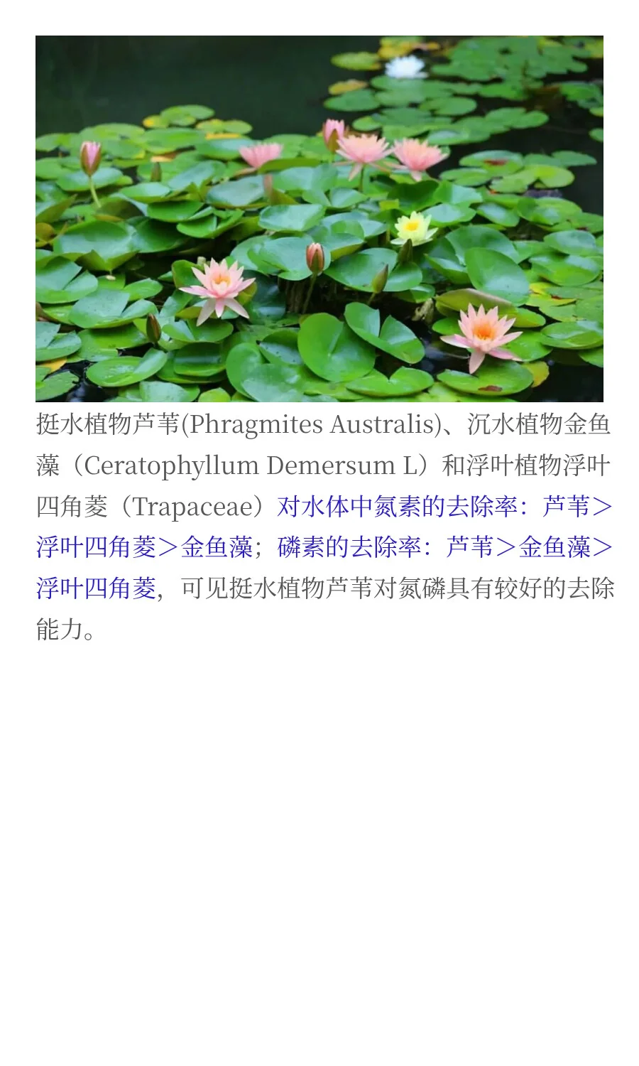 水生植物对污染水体修复的研究进展