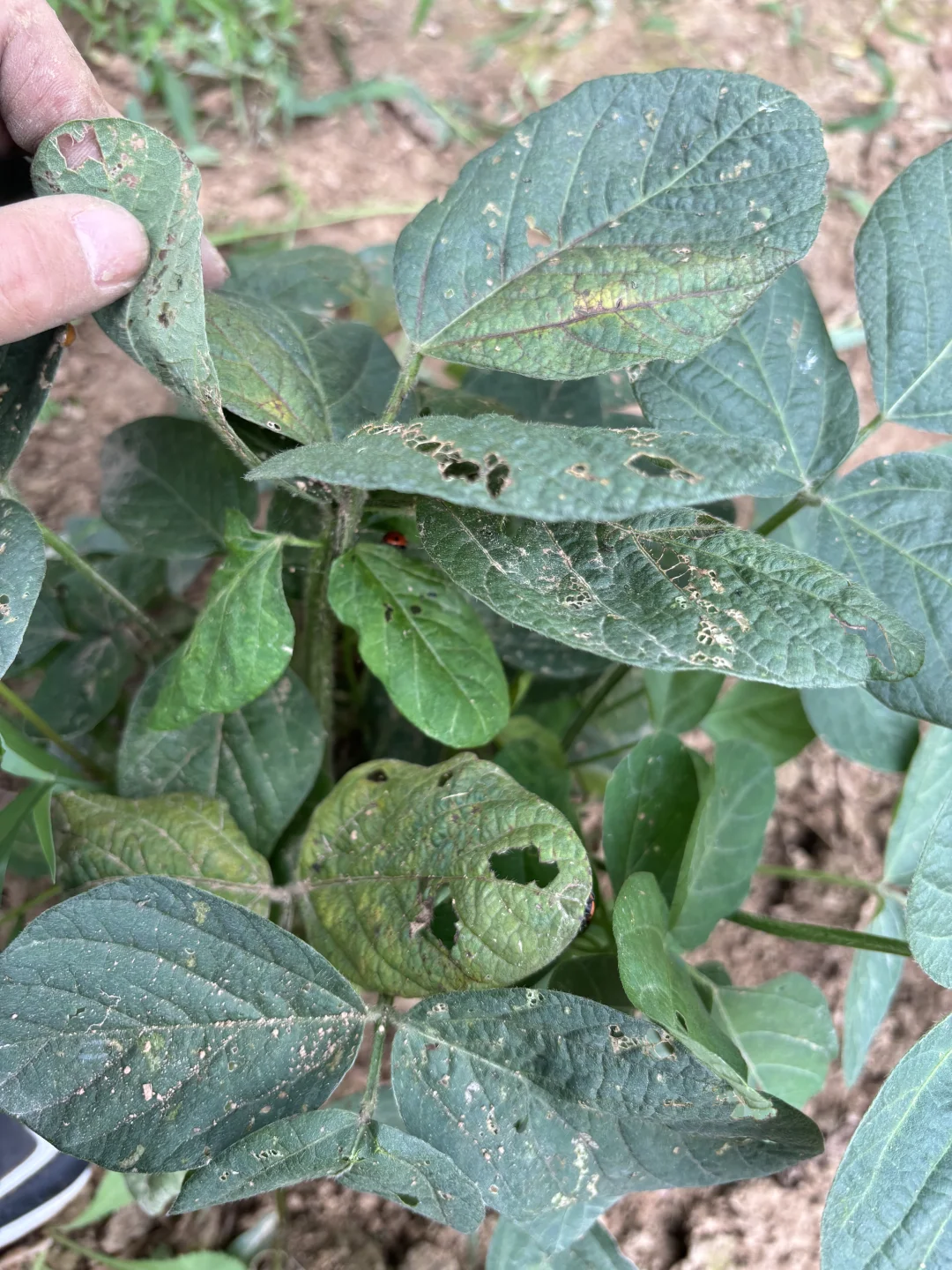 吃糯玉米的季节