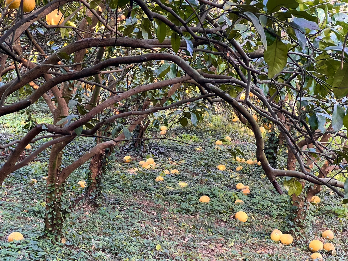 原来助农都是真的…
