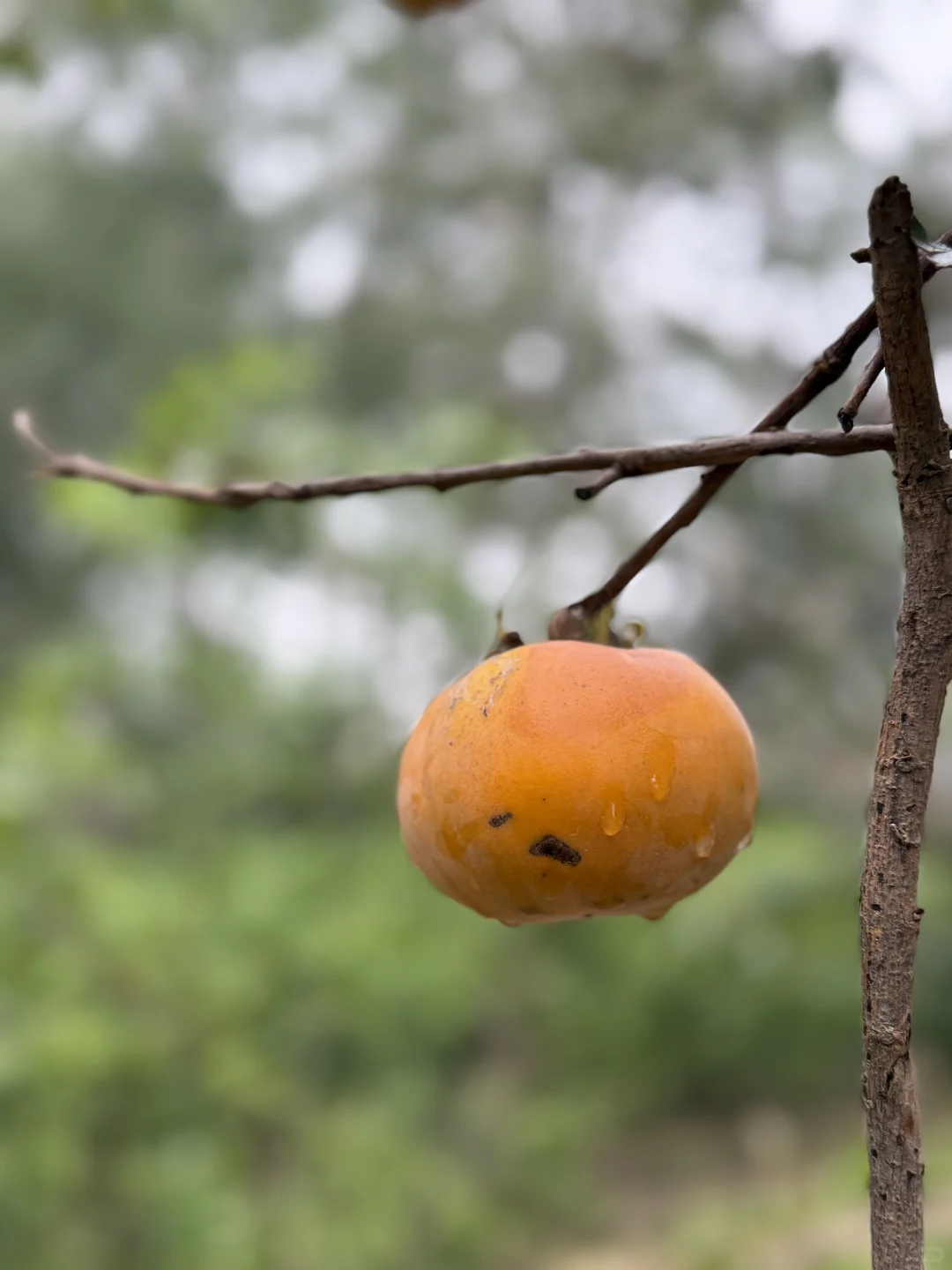一叶之灵 窥尽全秋