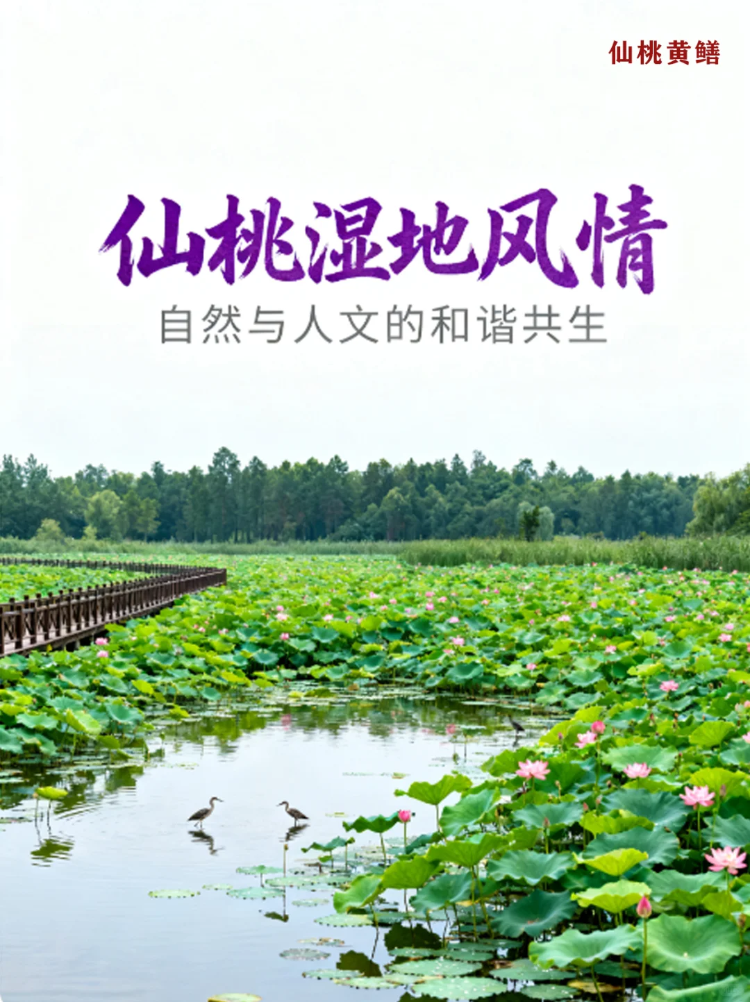 中国黄鳝之都，仙桃。