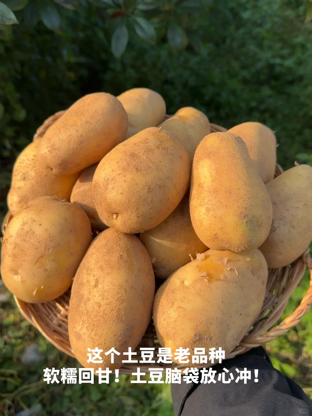 吃一些，有生命力的菜?