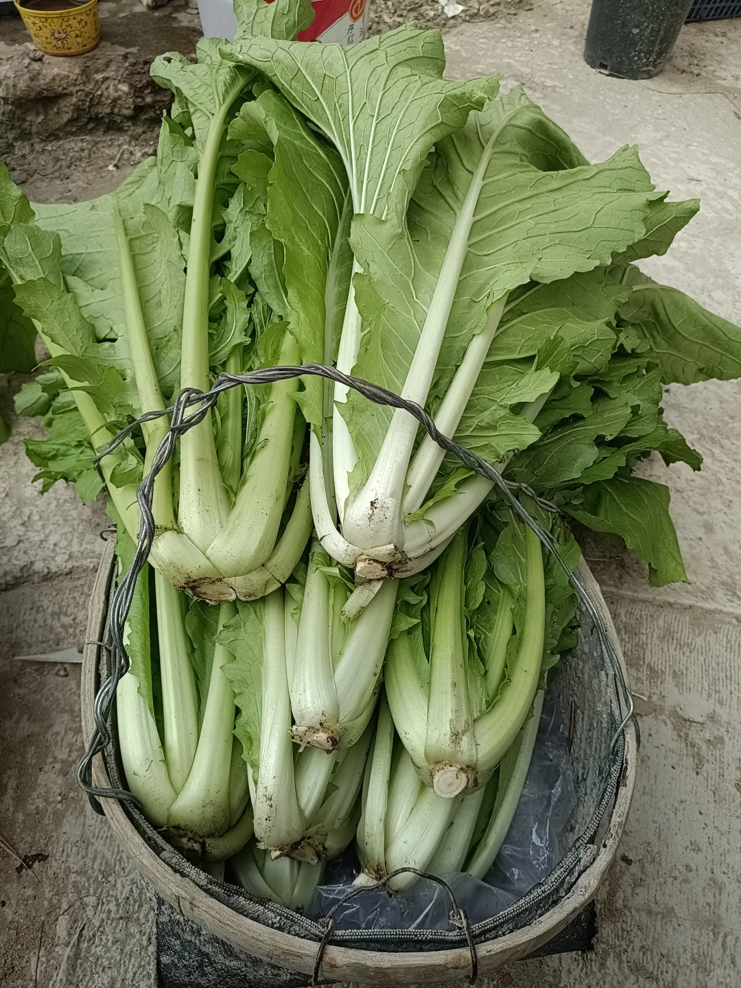 买种子送的快菜种子种出了超级大颗的菜