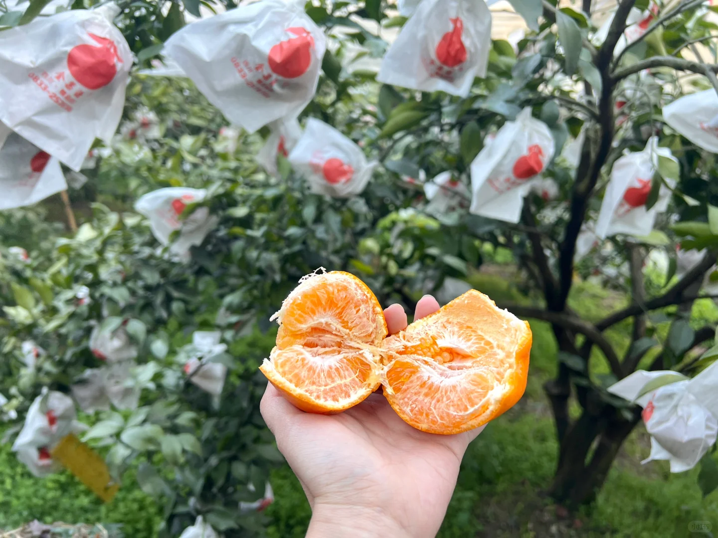 原来助农都是真的…