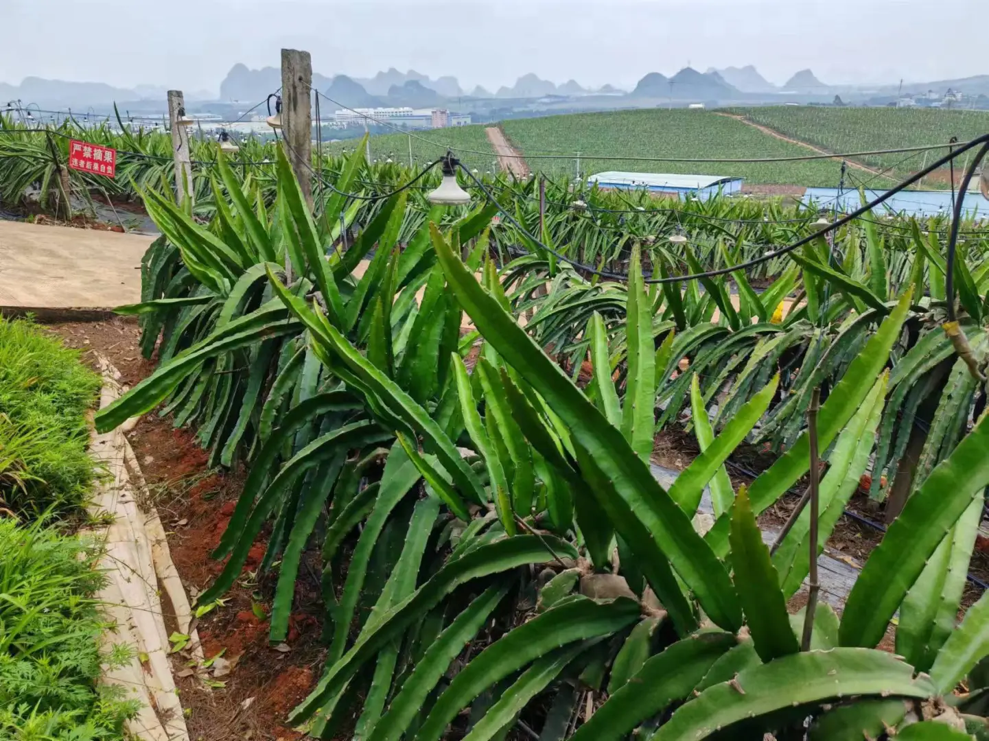 在蜜雪总部当卧底的一天