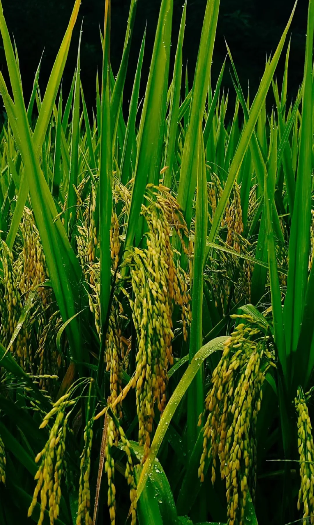 春种一粒粟