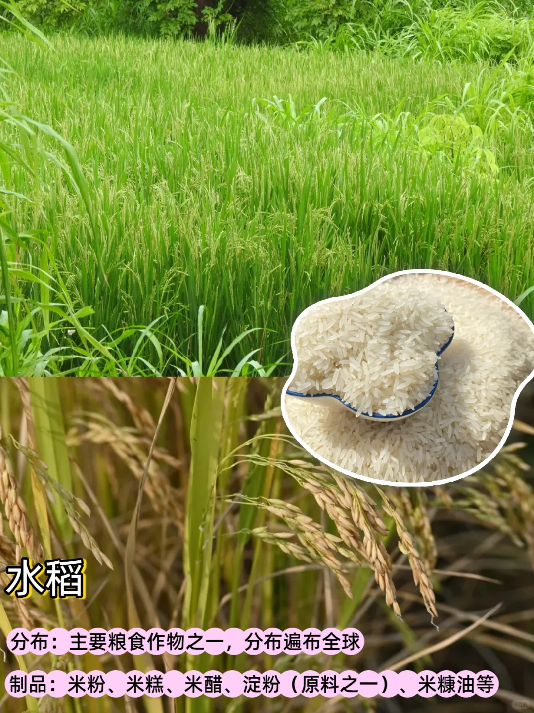 五谷丰登是哪“五谷”？