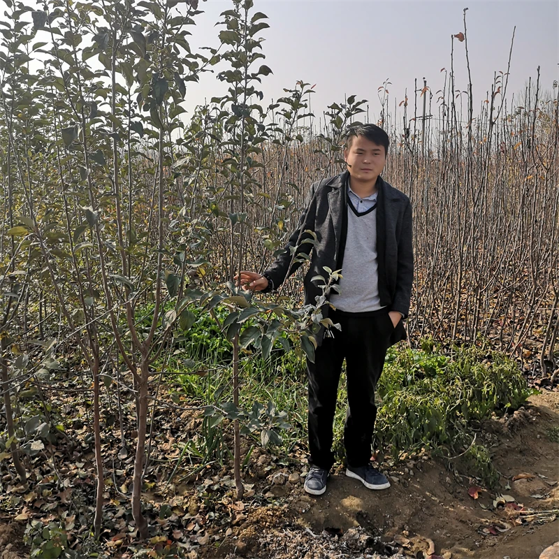 阳丰柿子苗