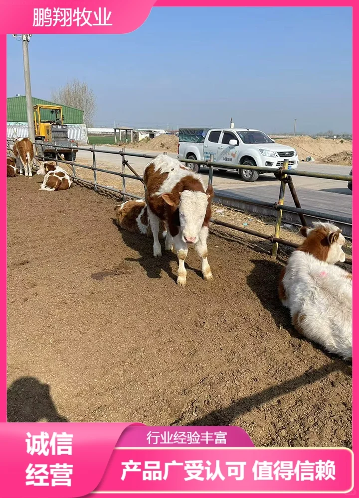 鹏翔牧业肉牛苗