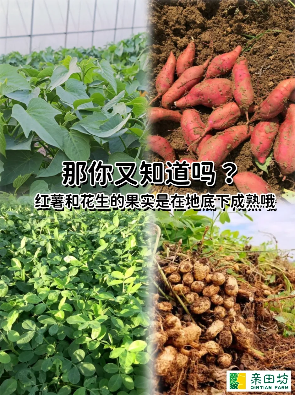 自然课堂︳你家孩子能区分哪些农作物？