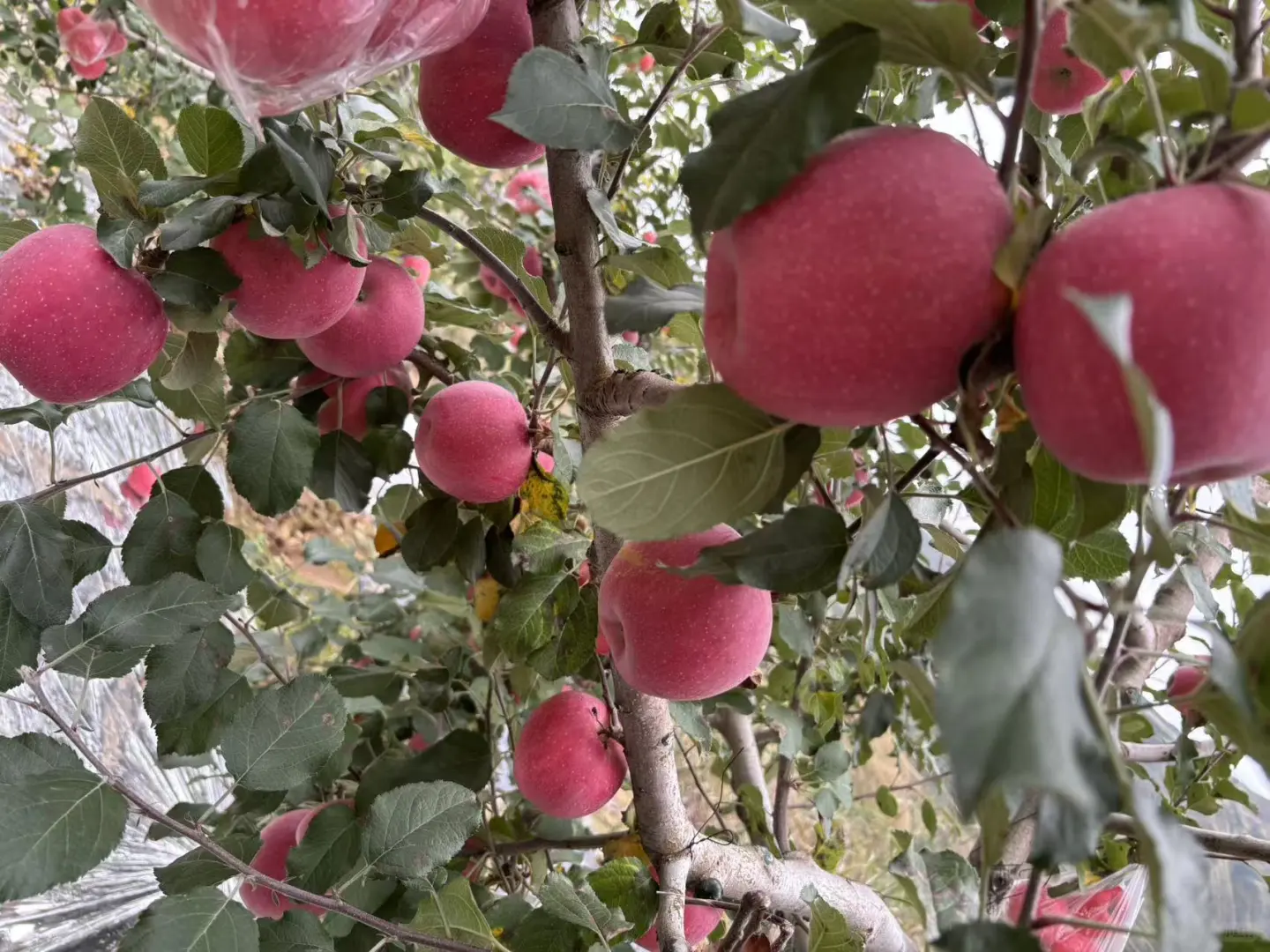 我为爸爸种的静宁苹果代言