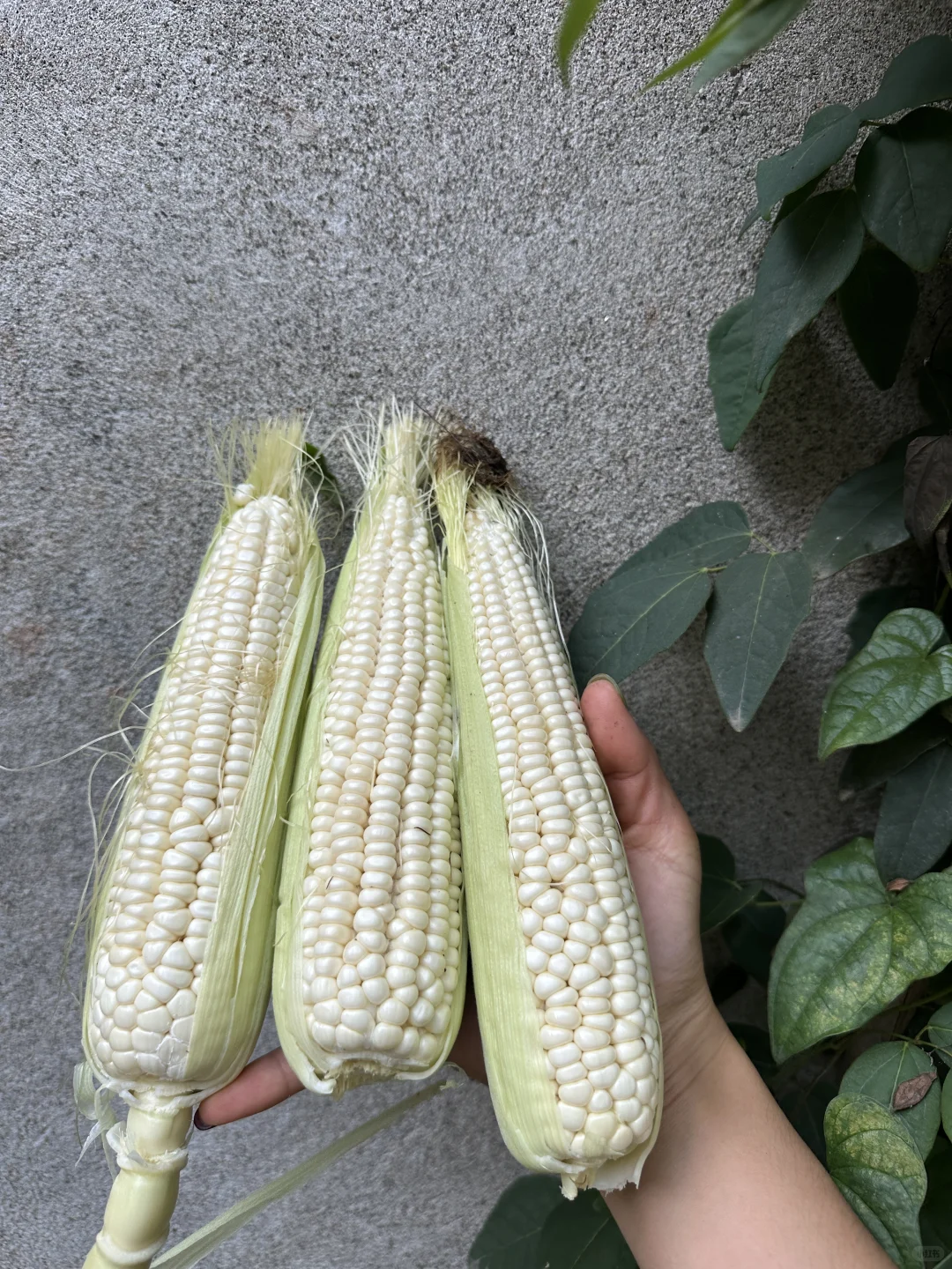 正是吃玉米的大好时节呀