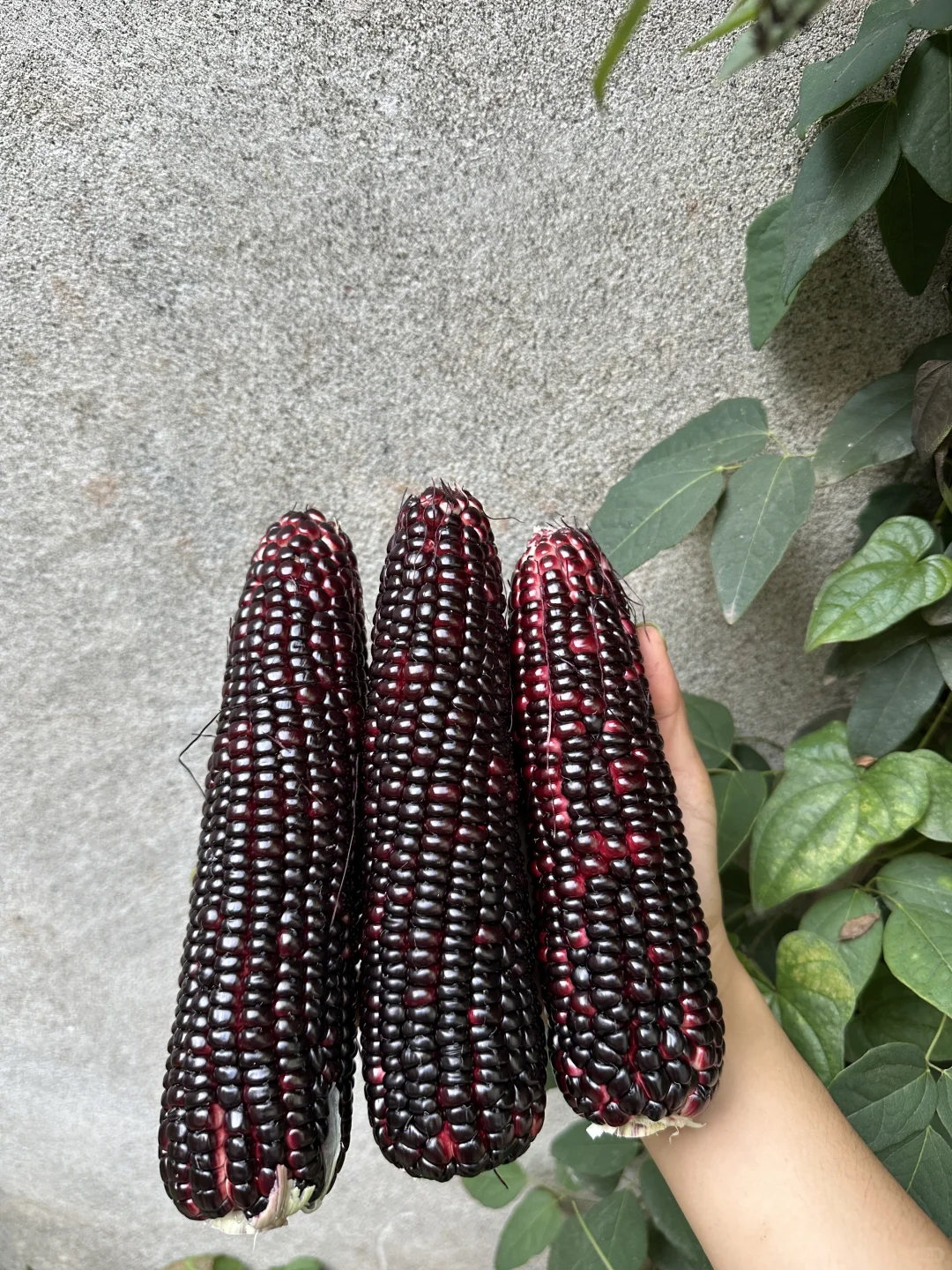 正是吃玉米的大好时节呀