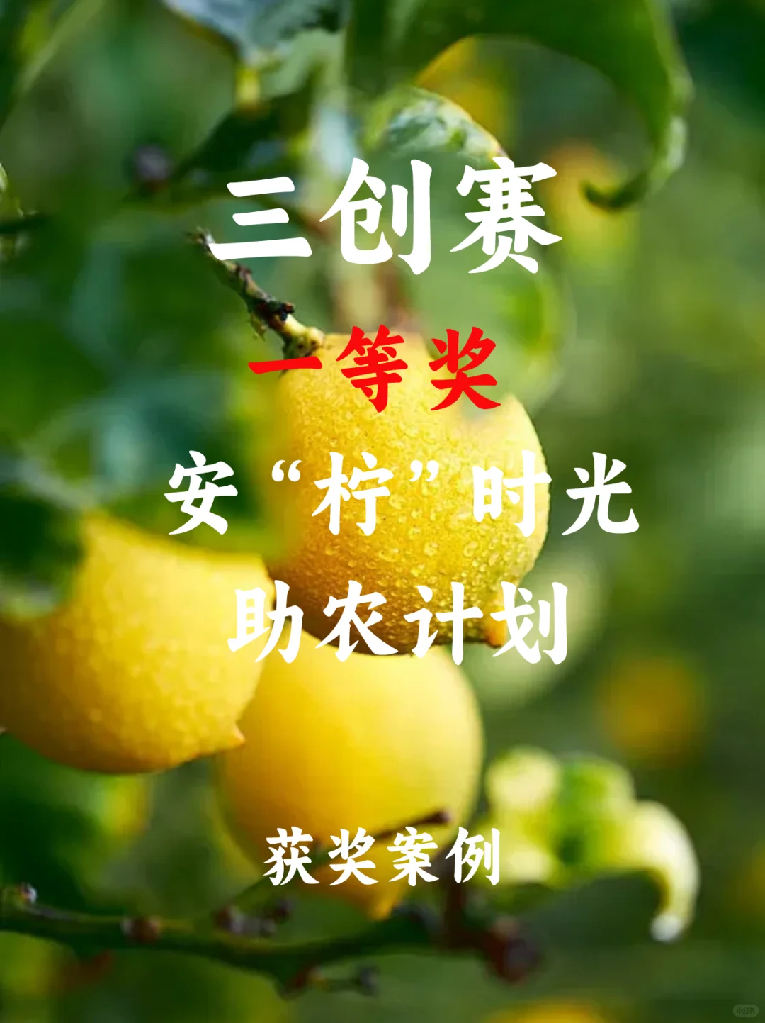三创赛｜?安“柠”时光-助农计划