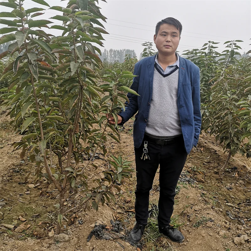 大棚香椿苗：探秘高端品种的种植效益