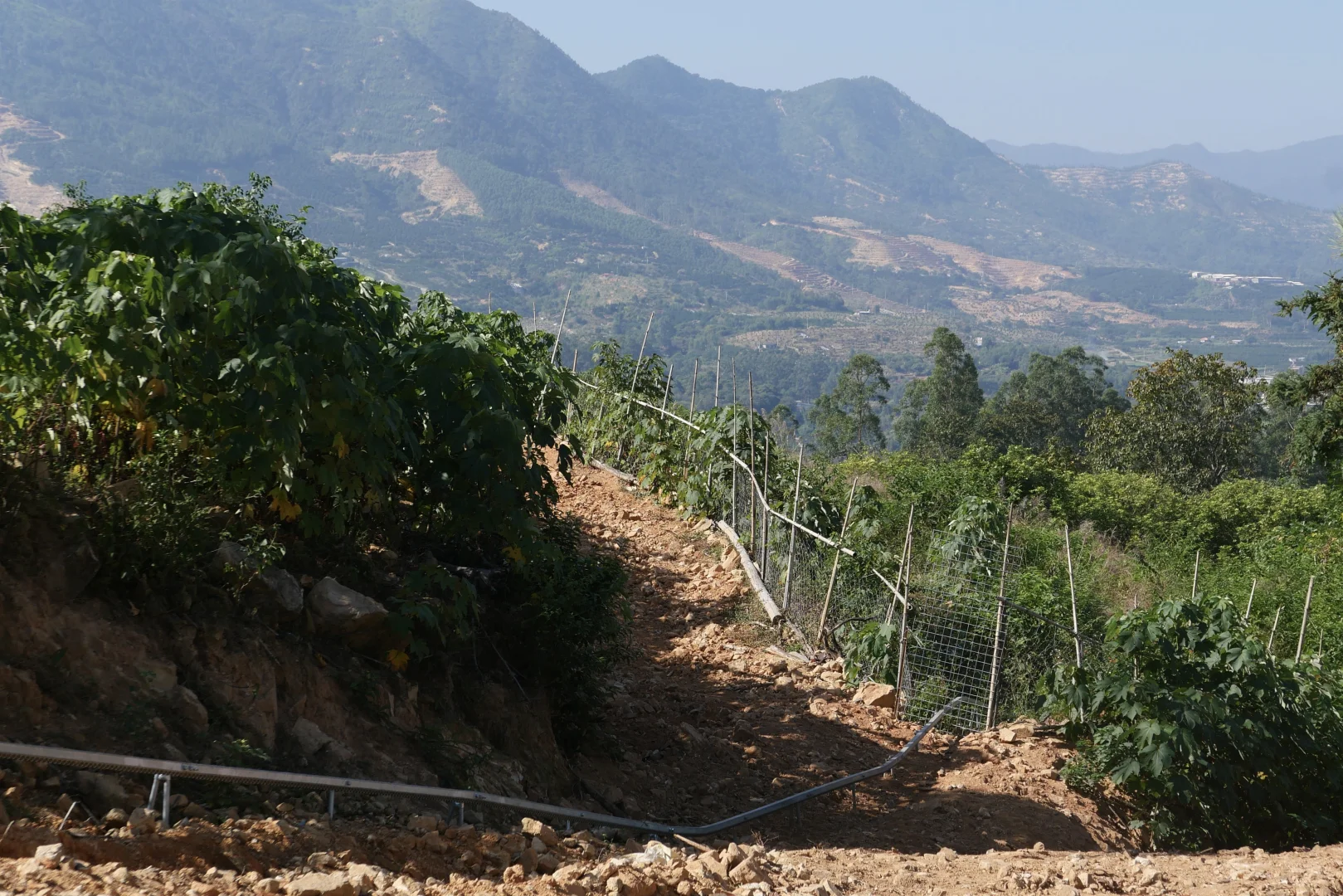 2025.11.19 新手小农满月