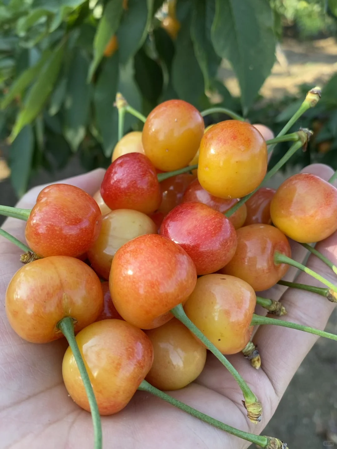 ?黄蜜大樱桃可以发省外啦～顺丰空运✈️