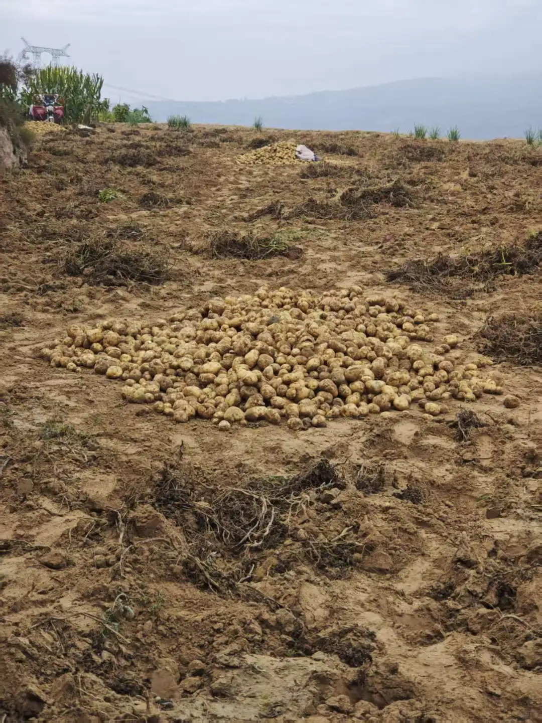 黄土高原为啥可以种土豆？