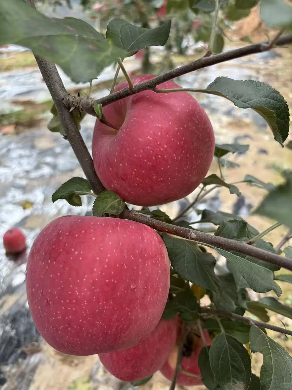 我为爸爸种的静宁苹果代言