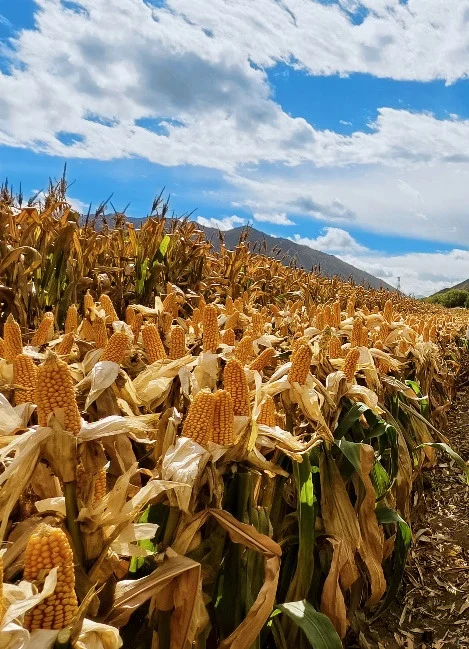 玉米亩产过1800公斤了……