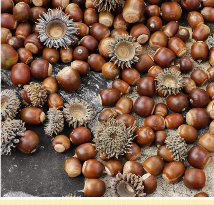 我与奶奶的秋天