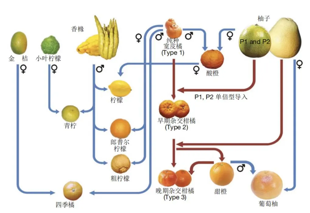 食材笔记45｜柚子：风味特征、调酒应用、糖浆