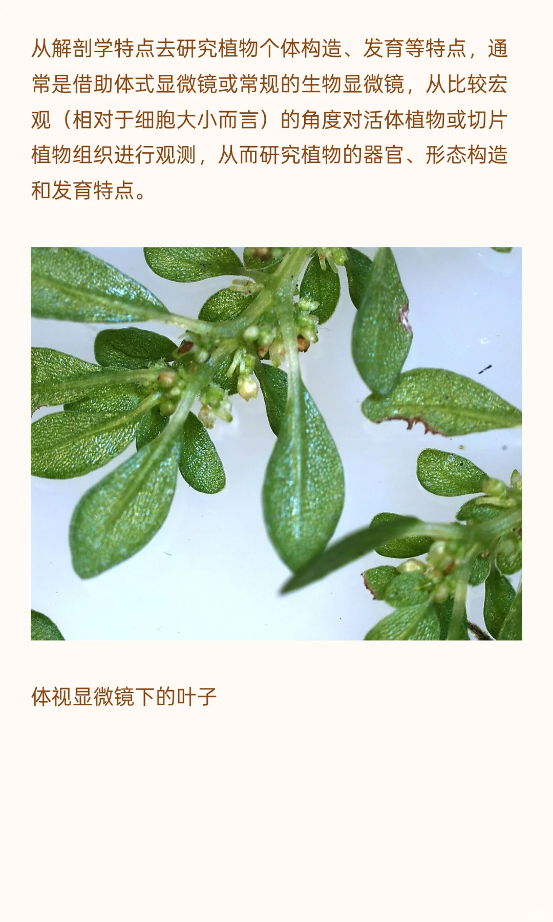 植物学研究用什么显微镜？