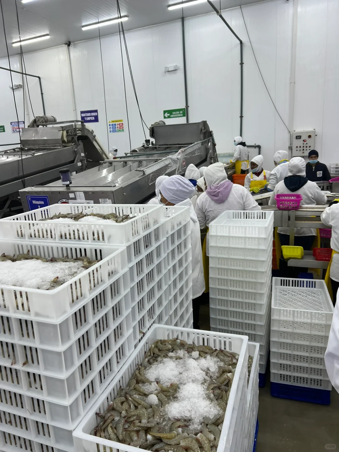 厄瓜多尔Crimasa对虾工厂考察