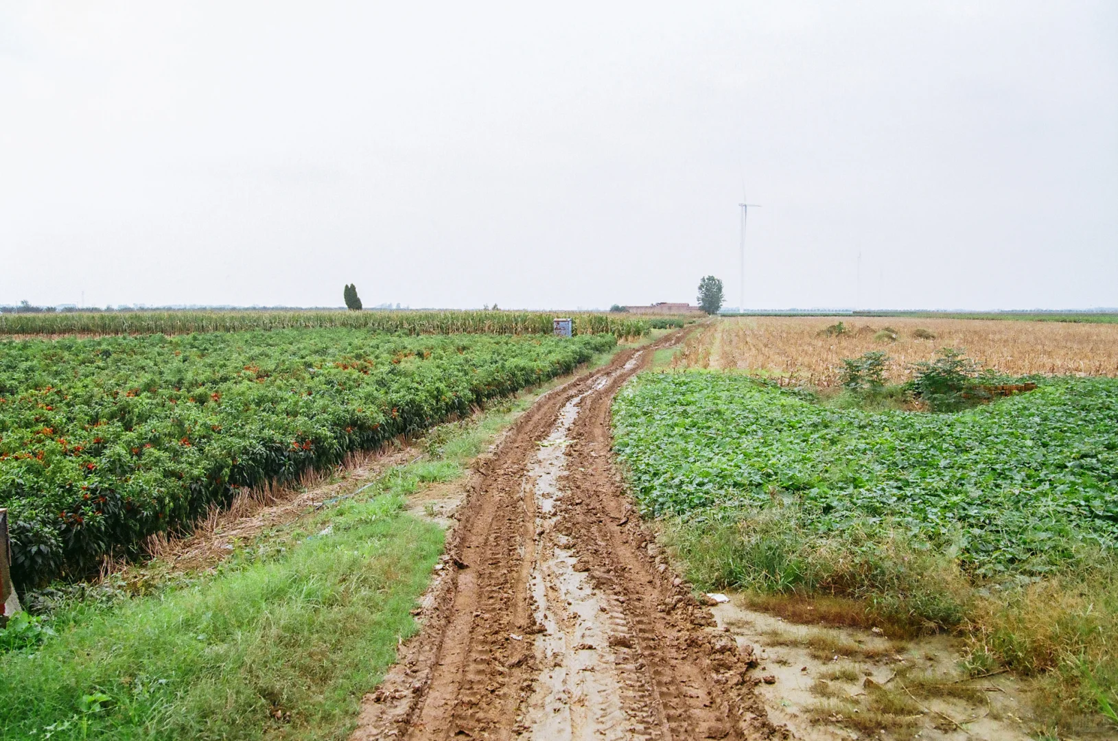 研岗村：河南漯河临颍县小村庄的秋天