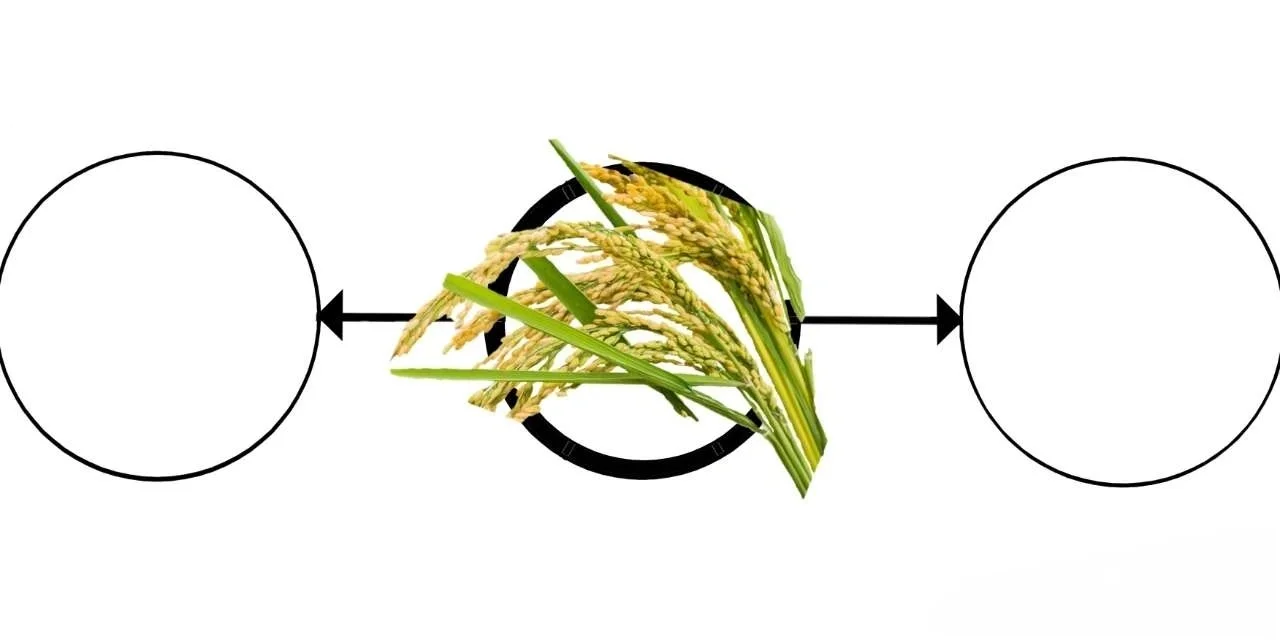 大班主题[丰收的季节]数学区（农作物加工）