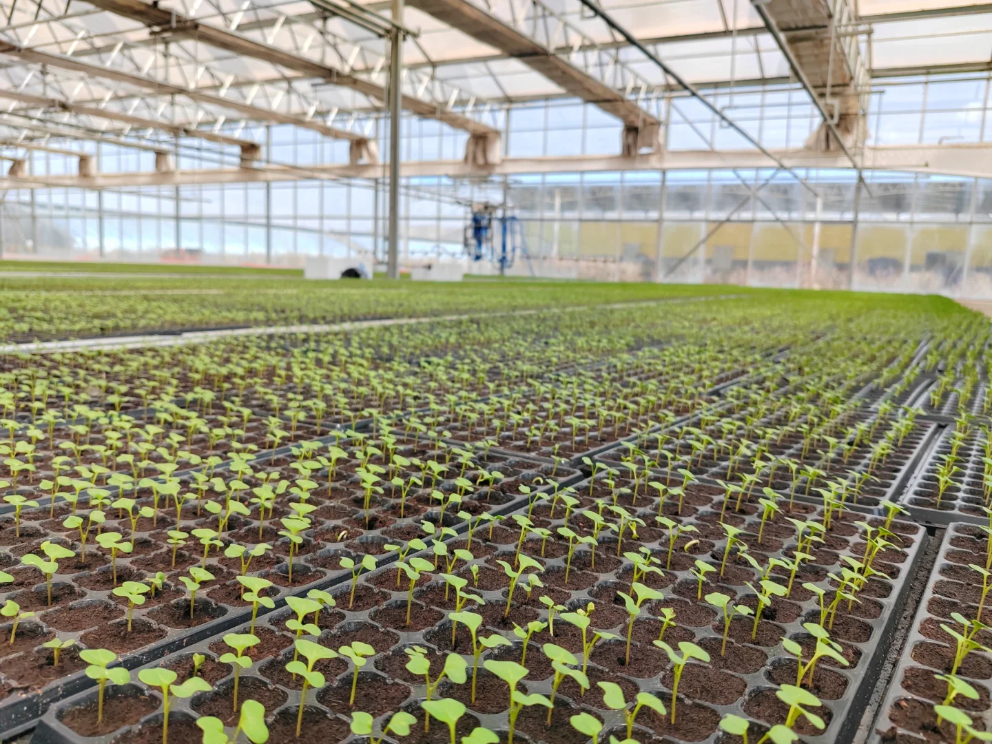 智能温室工厂化育苗