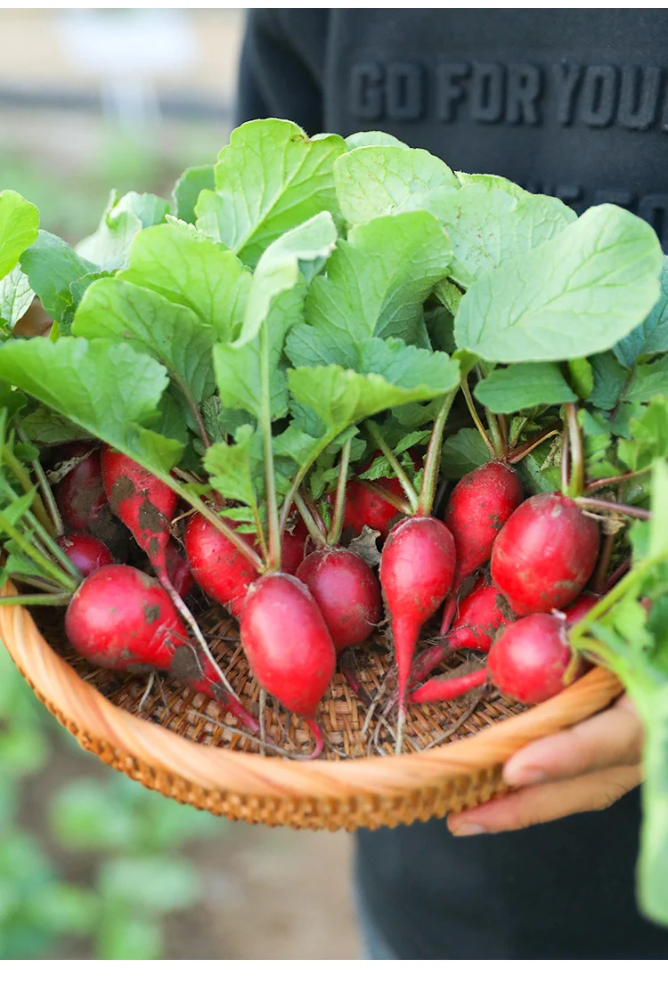 9月种菜黄金期,种上这些,秋冬不愁没菜吃