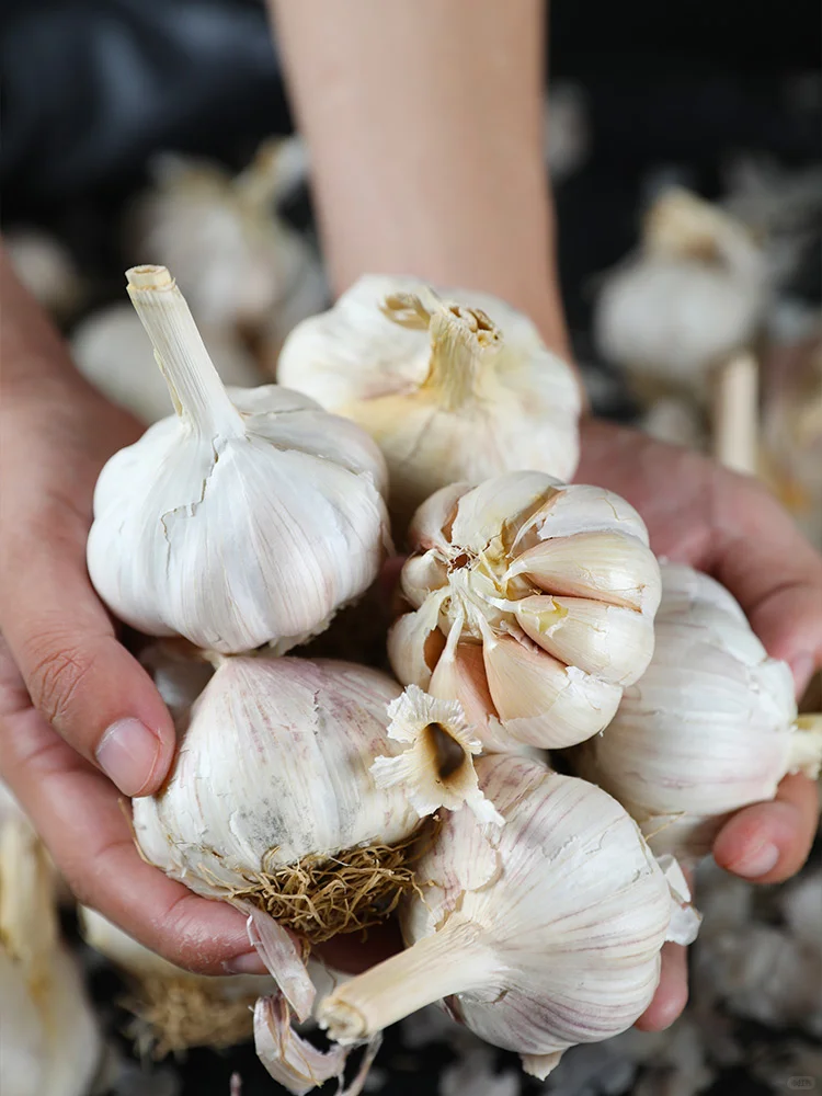 9月种菜黄金期,种上这些,秋冬不愁没菜吃