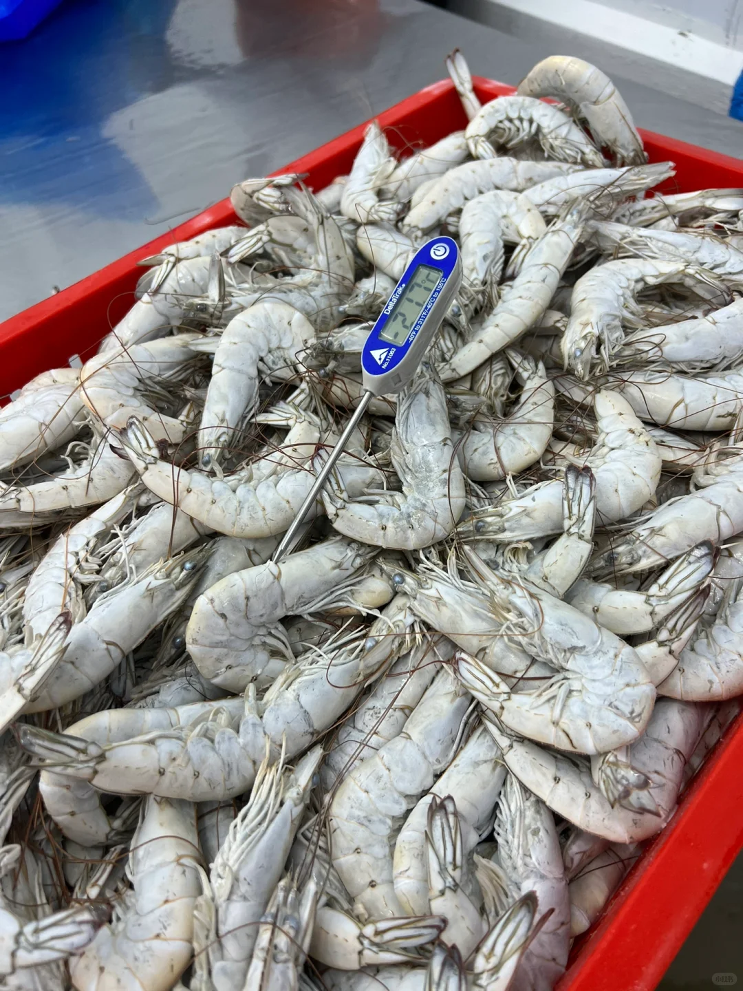 厄瓜多尔Crimasa对虾工厂考察