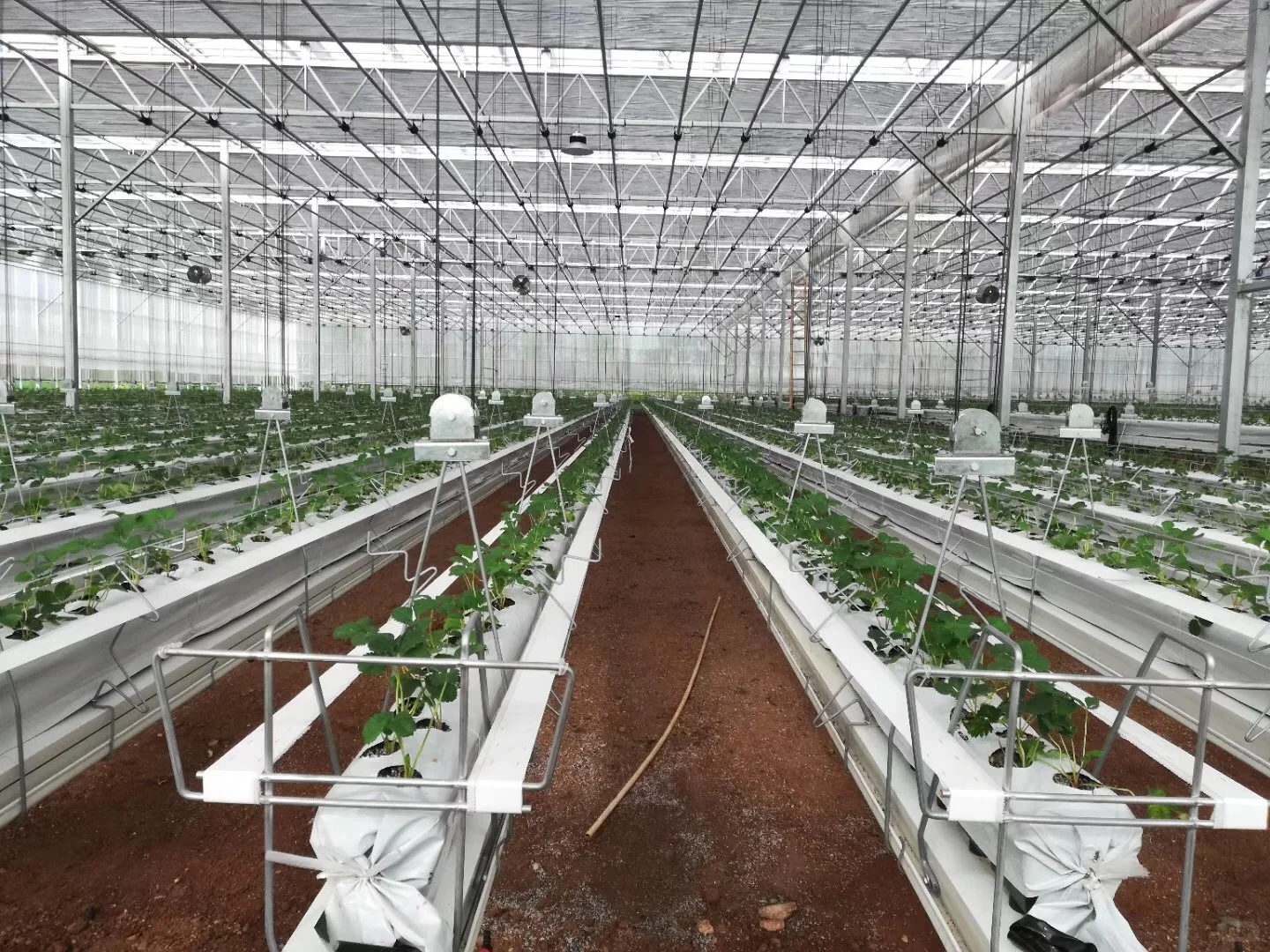 草莓种植槽，大棚栽培水槽：大棚工厂发货