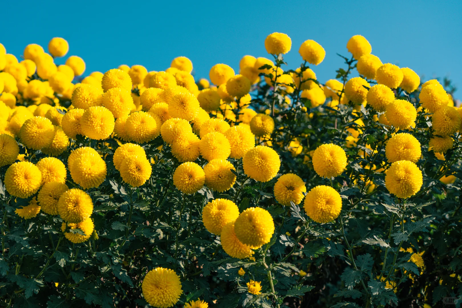 橫心岭:不是花中偏爱菊，此花开尽更无花