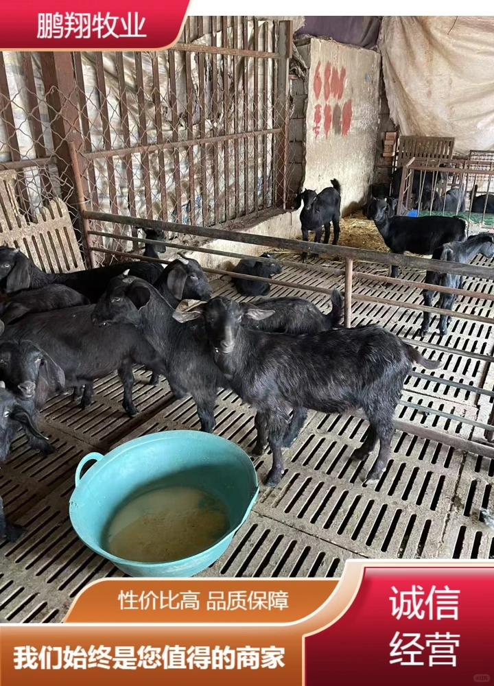 鹏翔牧业羊羔