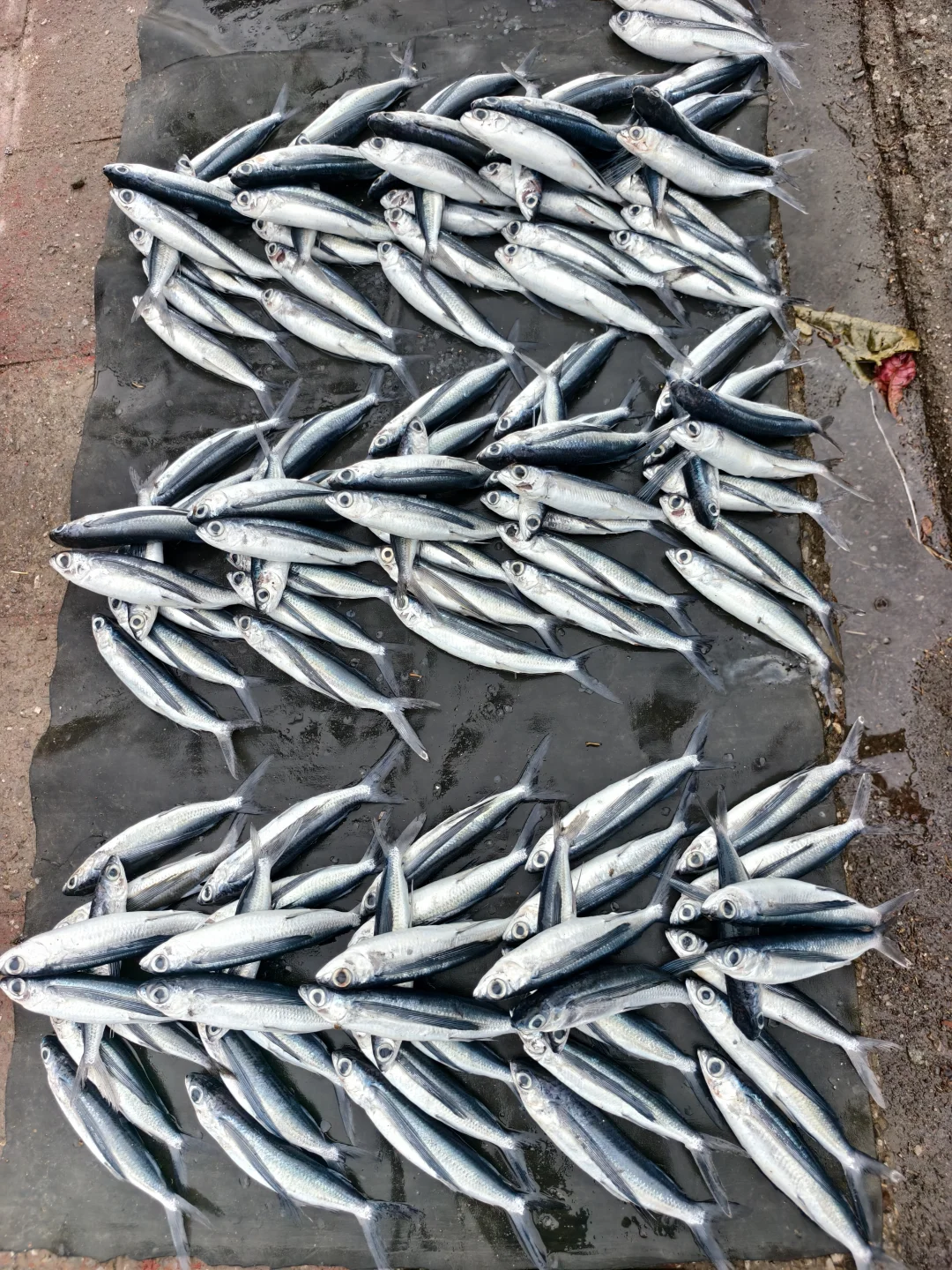 东帝汶1-东盟最贫穷的国家