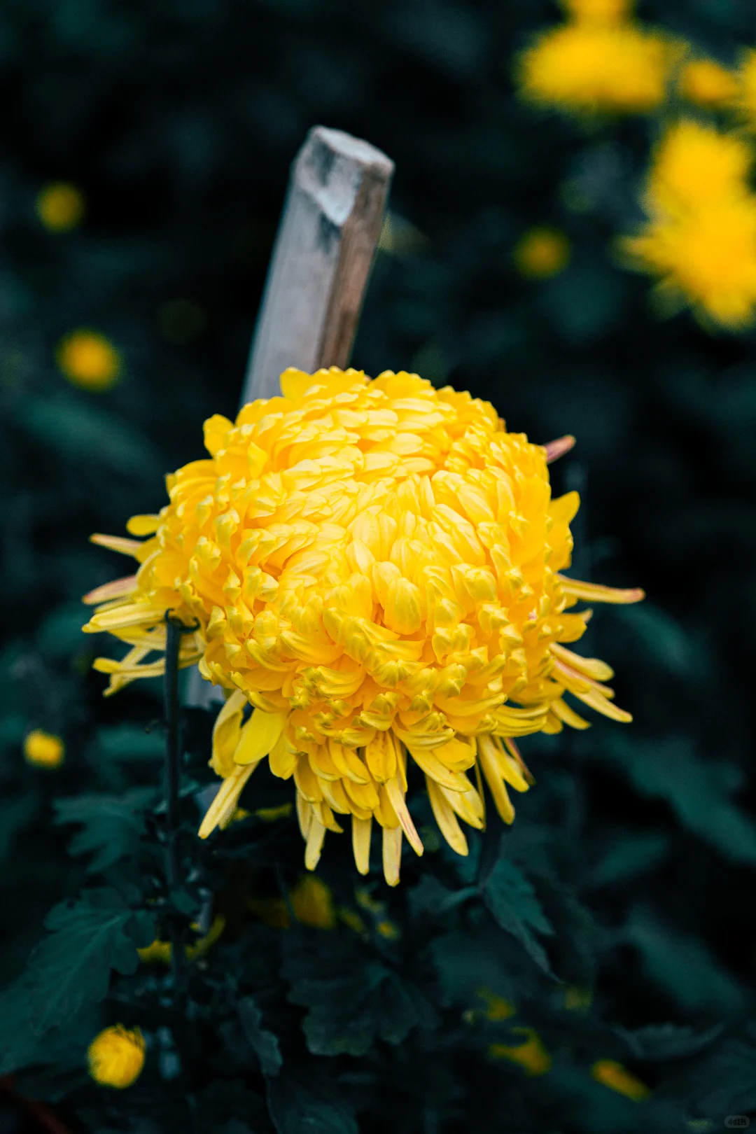 橫心岭:不是花中偏爱菊，此花开尽更无花