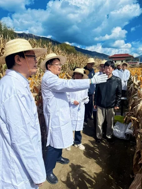 玉米亩产过1800公斤了……