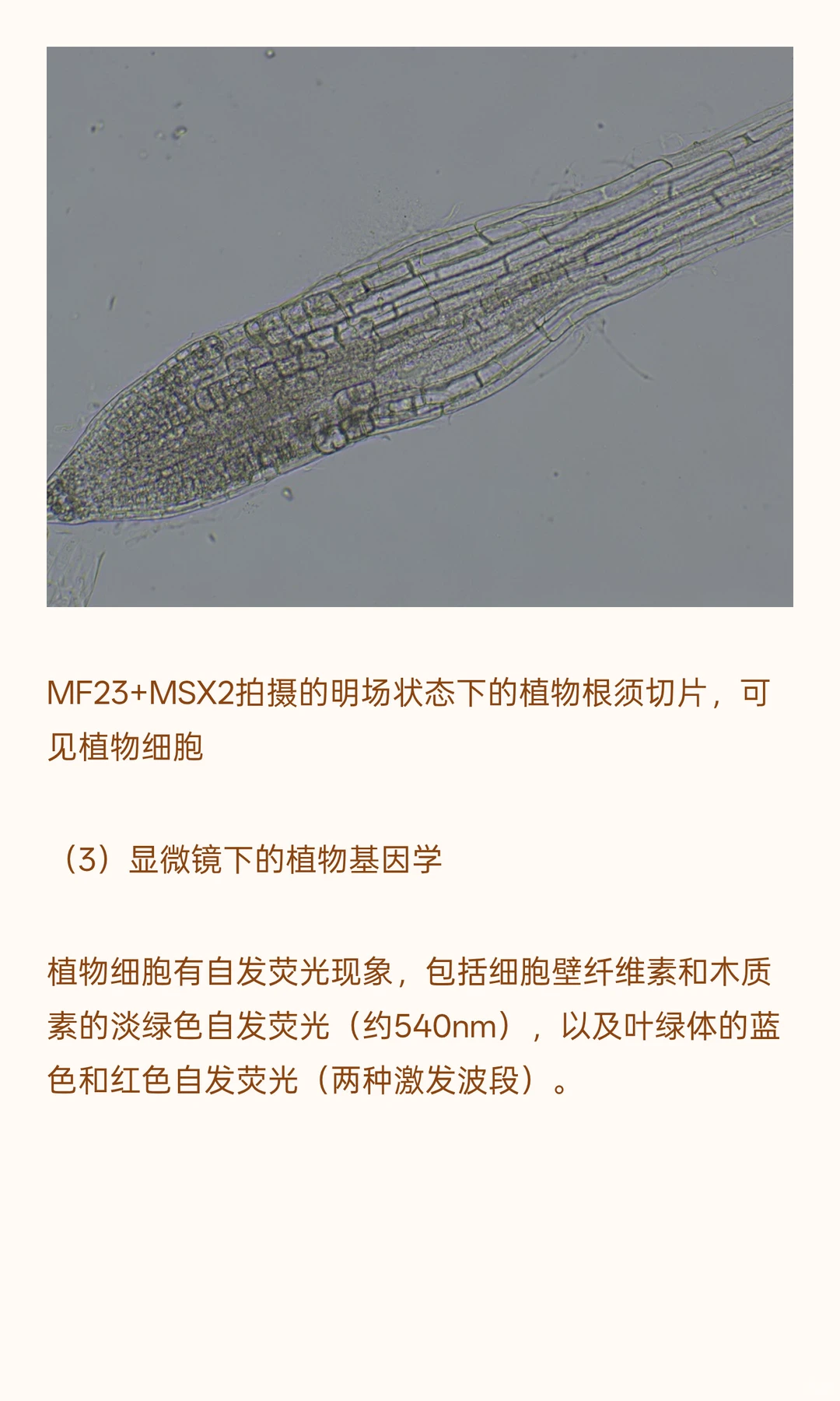 植物学研究用什么显微镜？